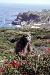 0730 Cape Point2