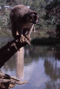 0434 Brown lemur2